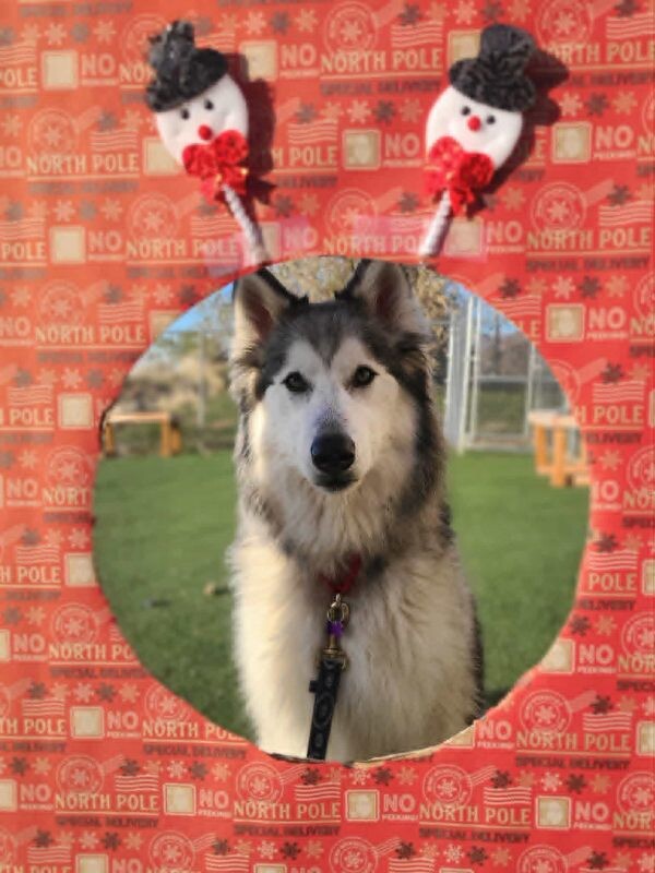 Picture of the Animal Listed